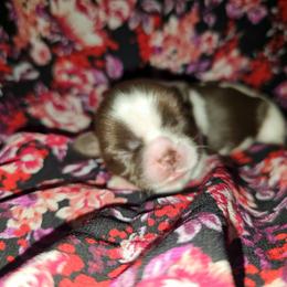 CALLIOPE - Chocolate female Shih Tzu puppy in Los Banos And Bay Area, California from Shantii's Shih Tzu's