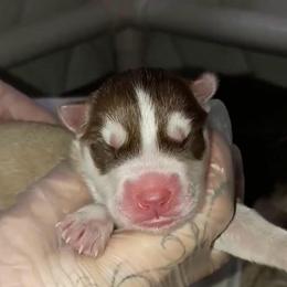 Rosie - Red and white female Siberian Husky puppy in Richland, Mississippi from Feazell’s Siberian Huskies