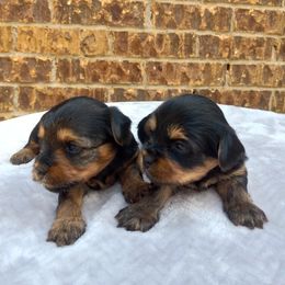 Yorkshire Terrier Puppies from The Yorkie Empire