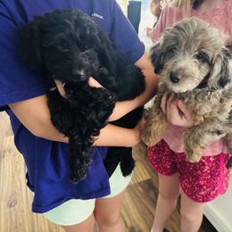 Aussiedoodle, Poodle, and Toy Australian Shepherd Puppies from Wild Farm Puppies