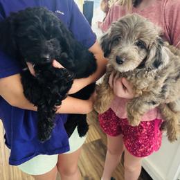 Aussiedoodle, Poodle, and Toy Australian Shepherd Puppies from Wild Farm Puppies