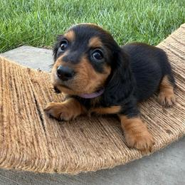 Female longhair black and tan mini - Black and tan female Dachshund puppy in Manteca, California from Sweet and Low Dachshunds
