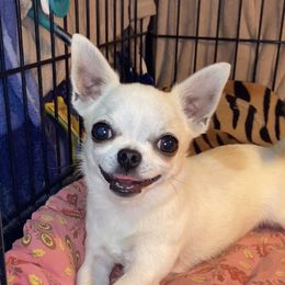 Mia - Chihuahua