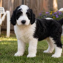 Panda - Black and white male Bernedoodle puppy in Surprise, Arizona from Gentle Paw Goldendoodles