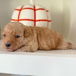 Liberty - Apricot female Maltipoo puppy in Wendell, North Carolina from Teddys Teddy Bears