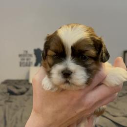 Koa - Brindle and white male Shih Tzu puppy in Centerton, Arkansas from Hernandez Family Shih Tzus