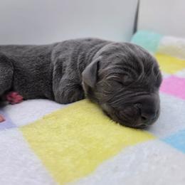 Diesel - Blue male Great Dane puppy in Kannapolis, North Carolina from Carolina Great Danes & Toy Poodles