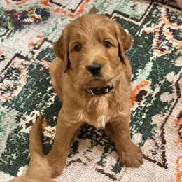 Sneezy- Gray - Apricot male Goldendoodle puppy in Bay City, Texas from Charming Doods Goldendoodles