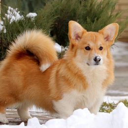 Filiska - Pembroke Welsh Corgi