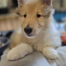Collie Puppies from Curtain Call Collies