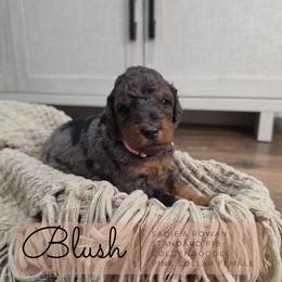 Pink Collar - Blush - Merle female Goldendoodle puppy in West Chester, Ohio from Doodles of West Chester