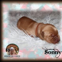 Sonny - Golden male Golden Retriever puppy in Anson, Texas from Diamond Bar N Ranch