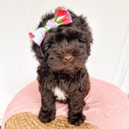 Godiva Petite ALD - Chocolate female Labradoodle puppy in Bradenton, Florida from Doodle Acres