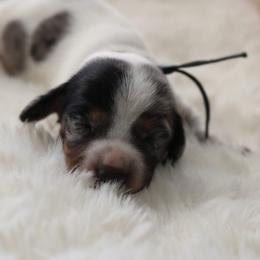 Black - Dapple male Dachshund puppy in Peebles, Ohio from Cave Valley Hounds