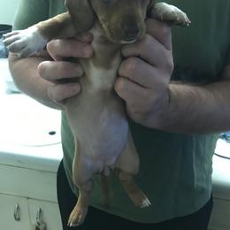 Dachshund Puppies from Hursh’s Hounds