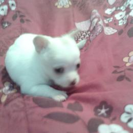 Chihuahua Puppies from Chilove Chihuahuas