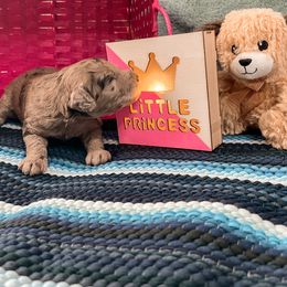 Goldendoodle Puppies from The Dood Effect