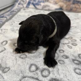 IYO Sky - Black female German Shepherd puppy in Las Vegas, Nevada from Clever Boots Kennel