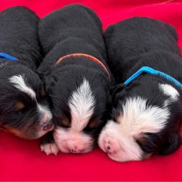 Boy 2 - Black rust and white male Bernese Mountain Dog puppy in Sugarcreek, Ohio from Angel Valley Berners