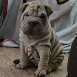 Daisy - Red sable female Chinese Shar-Pei puppy in Bakersfield, California from Cashmerewrinkles