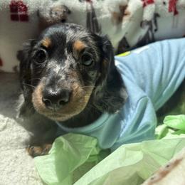 Dachshund Puppies from Mini Dachshunds
