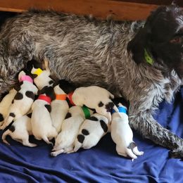 Girl 5 - Brown and gray female Wirehaired Pointing Griffon puppy in Georgia from Kamiah Kennels