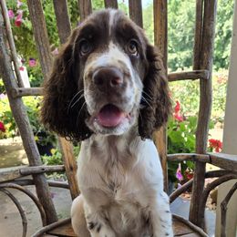 Milo - Liver and white male English Springer Spaniel puppy in Statesville, North Carolina from BAR Z Springers