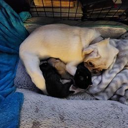 Abby - Pug