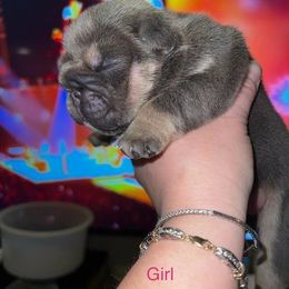 Bulldogs from Barnes English Bulldogs