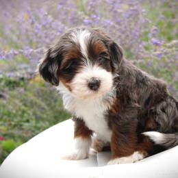 Ruby - Blue merle female Bernedoodle puppy in Eagle Mountain, Utah from Fur Real Puppies.