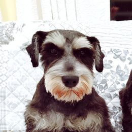 Sadie - Miniature Schnauzer