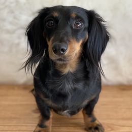 Kandi - Dachshund