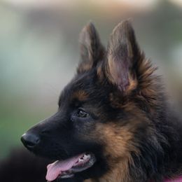 German Shepherd Puppies from Salty Raccoon Ranch German Shepherds