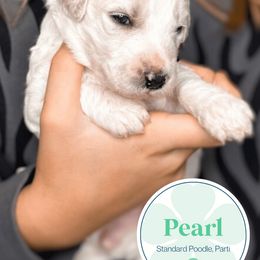 Poodle Puppies from Woofadoodles