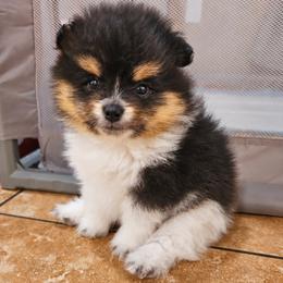 Pomeranian puppies from Prickly pear poms