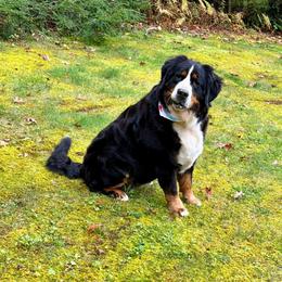 Briar - Tri-color female Bernese Mountain Dog puppy in Hegins, Pennsylvania from Bubbling Springs Doodles, LLC