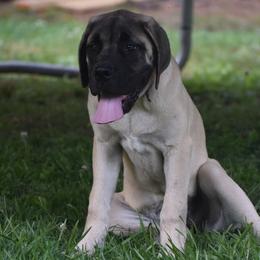 Mastiffs from North Mississippi Mastiffs