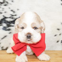 Mickey - Buff and white male Cocker Spaniel puppy in Rattan, Oklahoma from Double M Cocker Spaniels