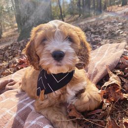Cockapoo Puppies from Peach State Cockapoos