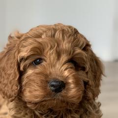 Aussiedoodles, Cavalier King Charles Spaniels, and Cavapoos from Carolina Doodles & Co.