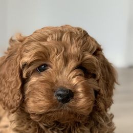 Aussiedoodles, Cavalier King Charles Spaniels, and Cavapoos from Carolina Doodles & Co.