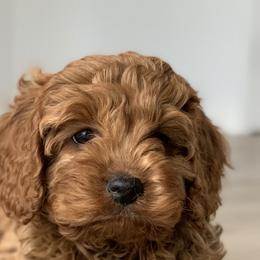 Aussiedoodles, Cavalier King Charles Spaniels, and Cavapoos from Carolina Doodles & Co.