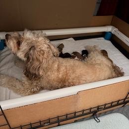Girl - Apricot female Aussiedoodle puppy in Lincoln, California from Frenchie LOVE and Doodles