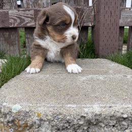 Female 1 - Red tri-color female Miniature American Shepherd puppy in Centerville, Washington from Turnin Heads