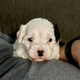 Birtha - White and black female Chinese Crested puppy in Henderson, Nevada from Kelly's Little K9
