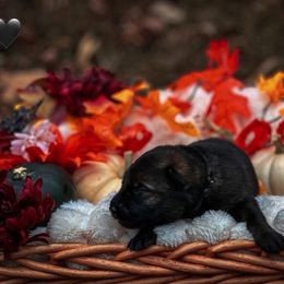 Myers (Black Collar) - Sable male German Shepherd puppy in Chattanooga, Tennessee from Lucianhaus