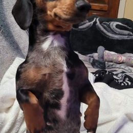 Dachshunds from My Little Heart