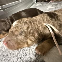 Mocha -Guardian opportunity - Chocolate merle female Bernedoodle puppy in Pittsburg, Illinois from Doodles on Rock Creek