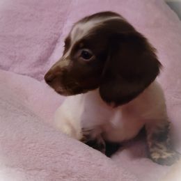 Dachshund and Great Dane Puppies from AZ's Prestigious Minature Dachshunds