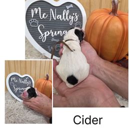 Cider - Black white and tan male English Springer Spaniel puppy in Freeland, Michigan from McNally's Springer Spaniels